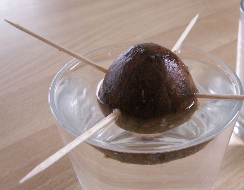 Balance the Avocado pick over a glass of water